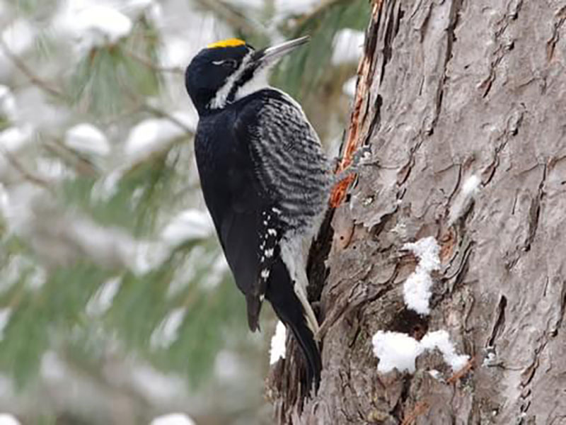 Williamson’s Sapsucker