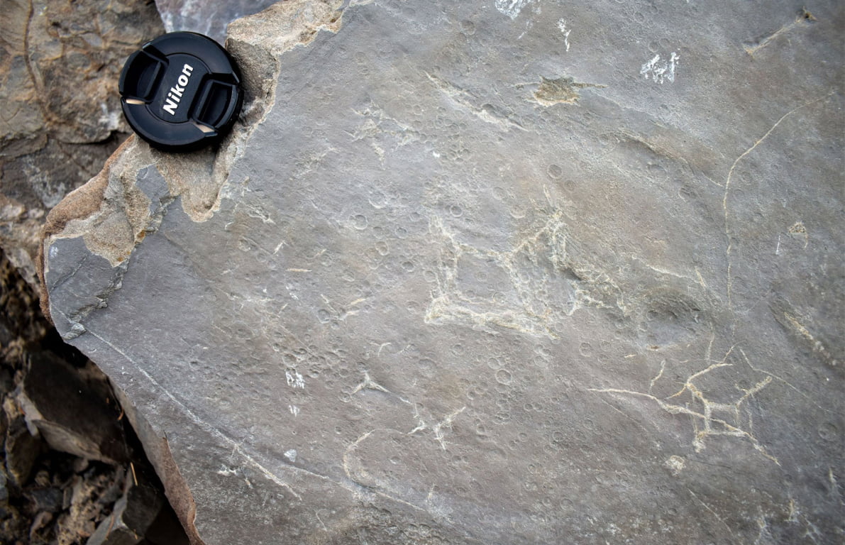 Raindrop imprints on a mudstone surface – exquisite preservation!