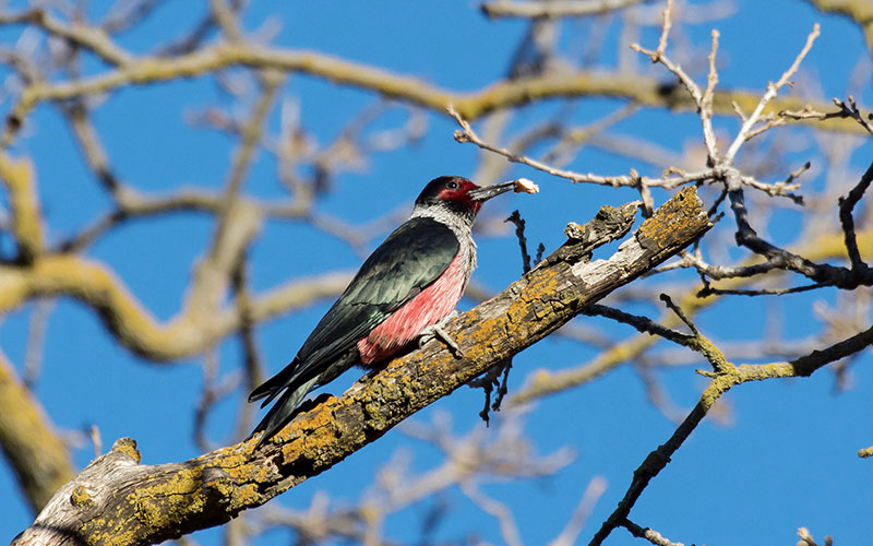 Lewis’s Woodpecker