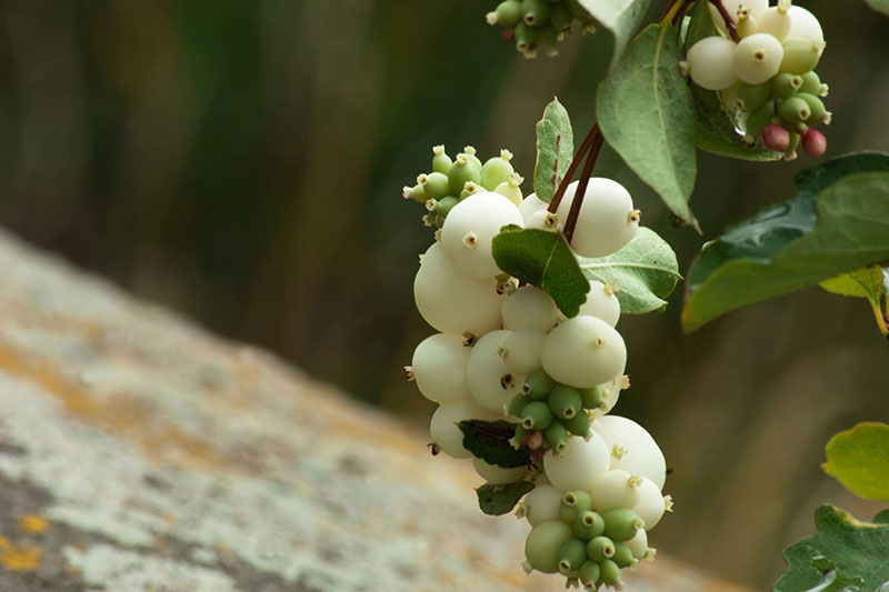 Snowberry bush
