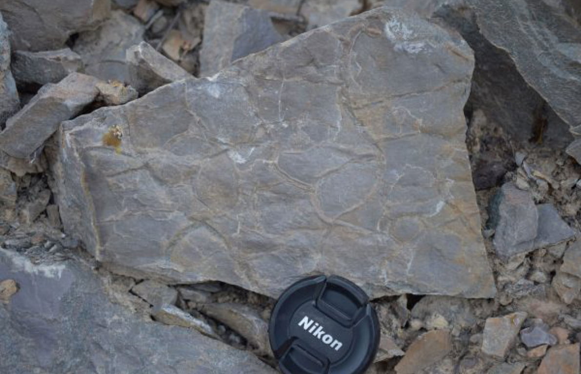 Mud cracks (dessication) in layers of fine mudstone, indicating the sediments were exposed to air and allowed to dry out before being buried in sediment