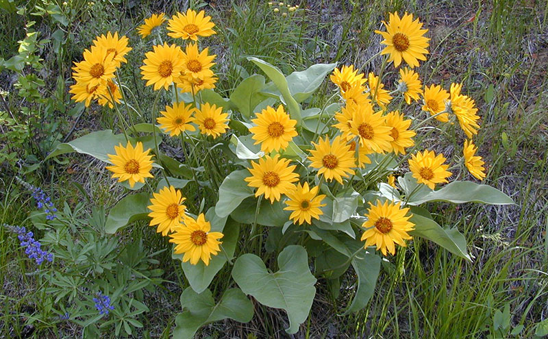 Balsamroot