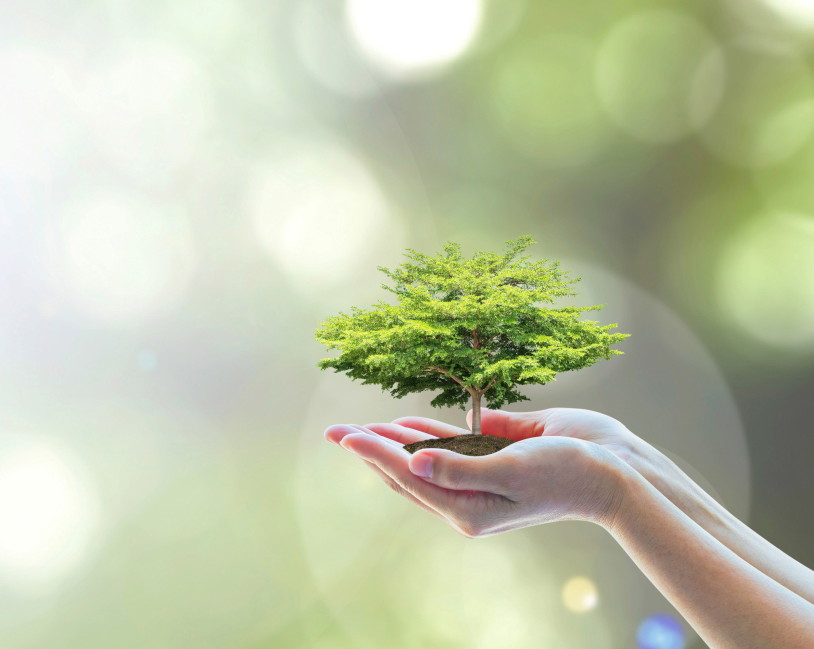 Hands holding soil and a young plant