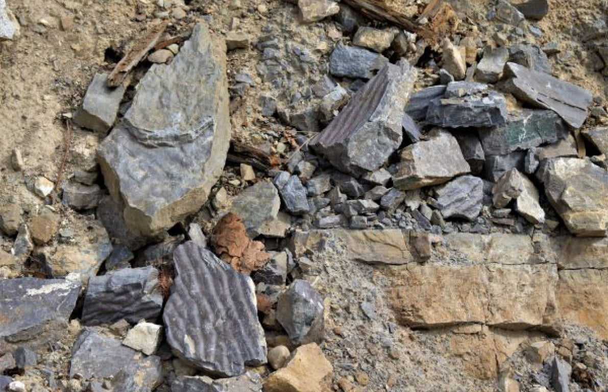 Ripple marks preserved in Sheppard Formation siltstones, indicative of shallow, tidal waters.