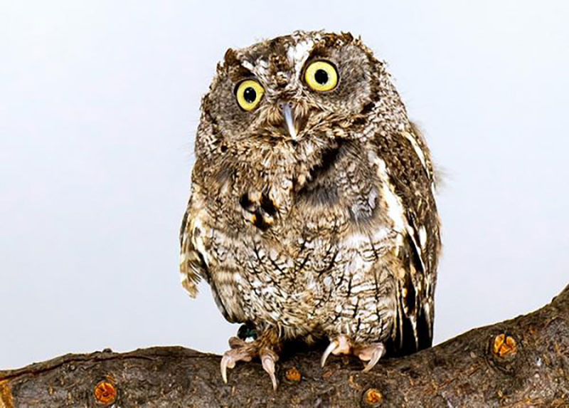 Western Screech Owl