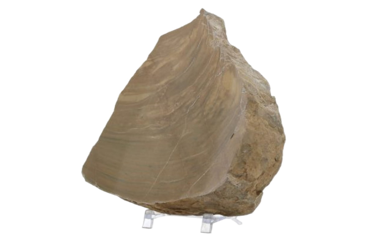 Polished section through large stromatolite mound
