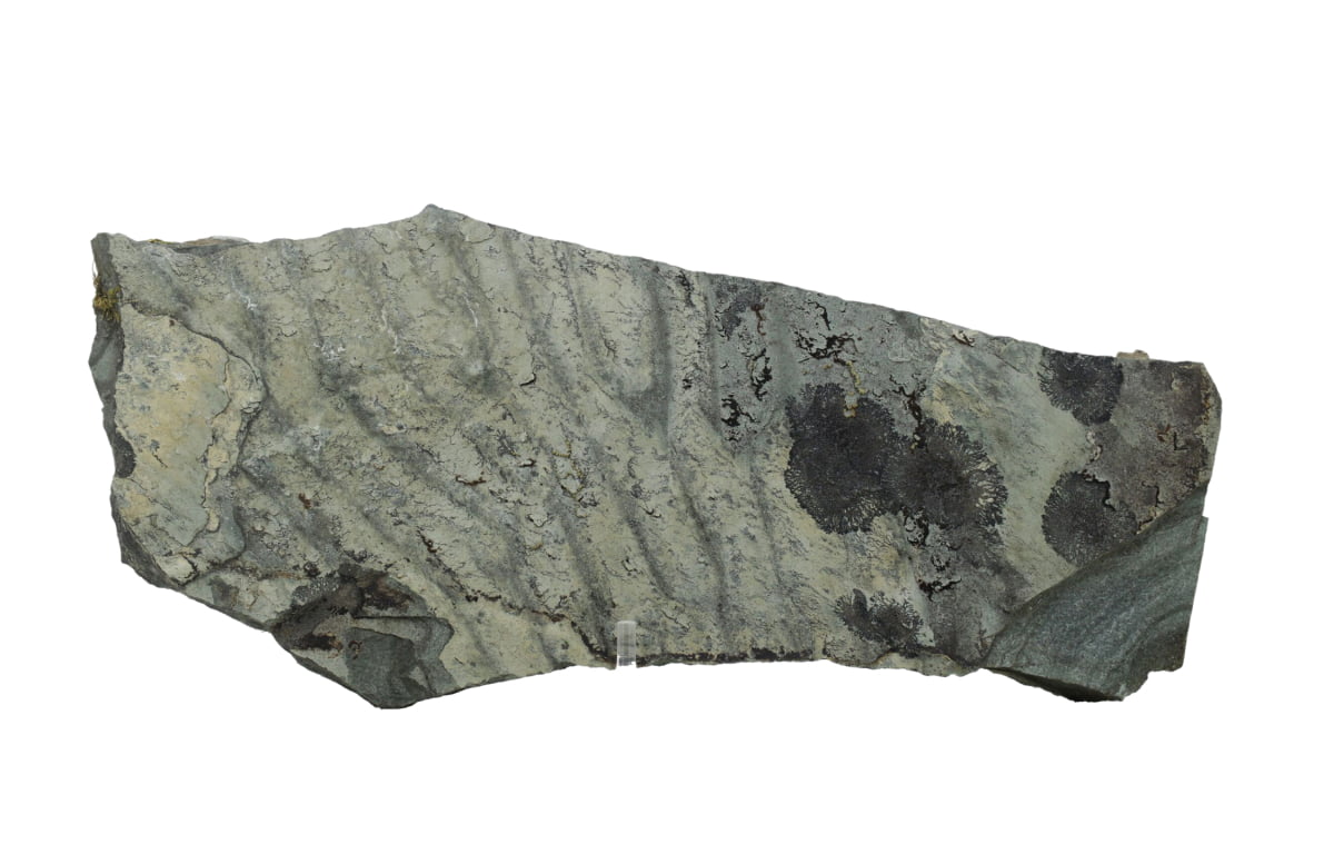 Tidal ripples seen in siltstone – common across the Koocanusa site.