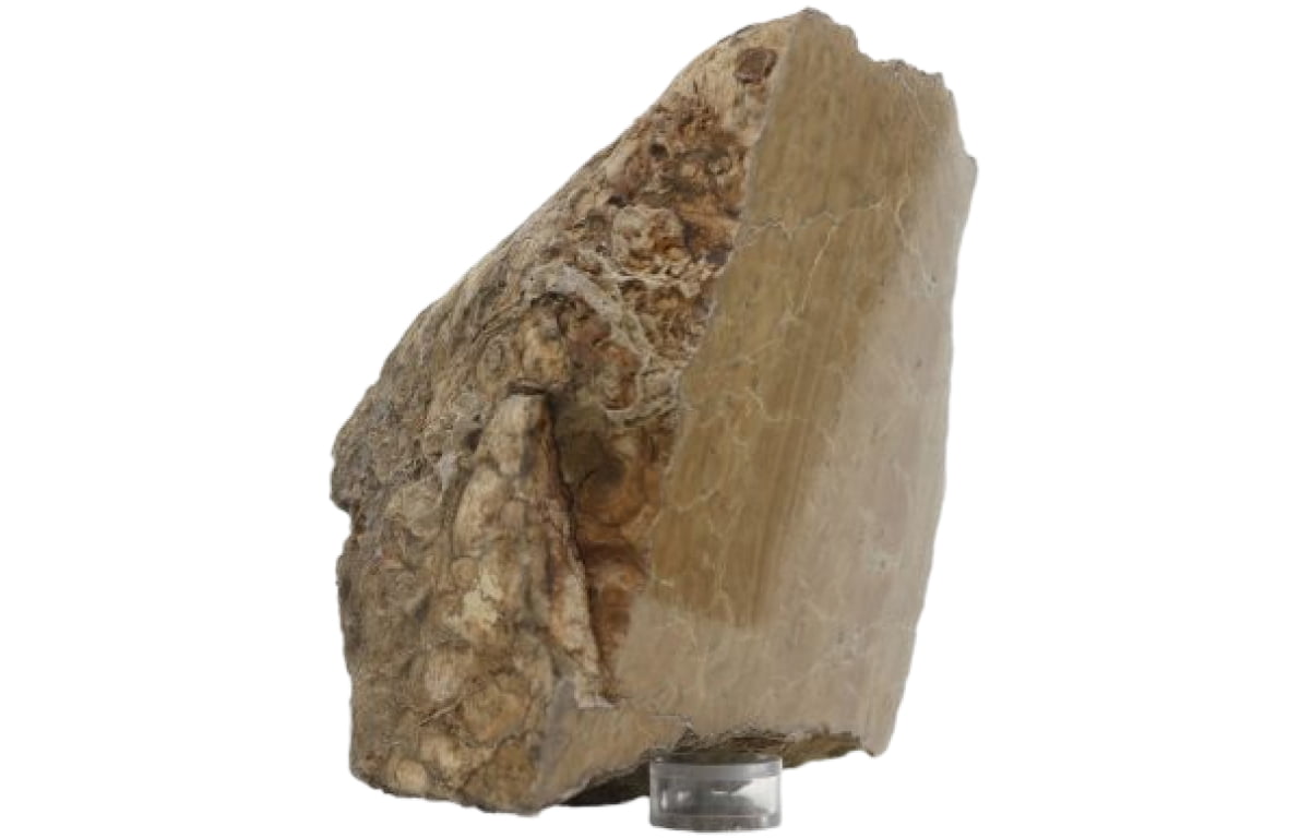Polished slab of small stromatolites