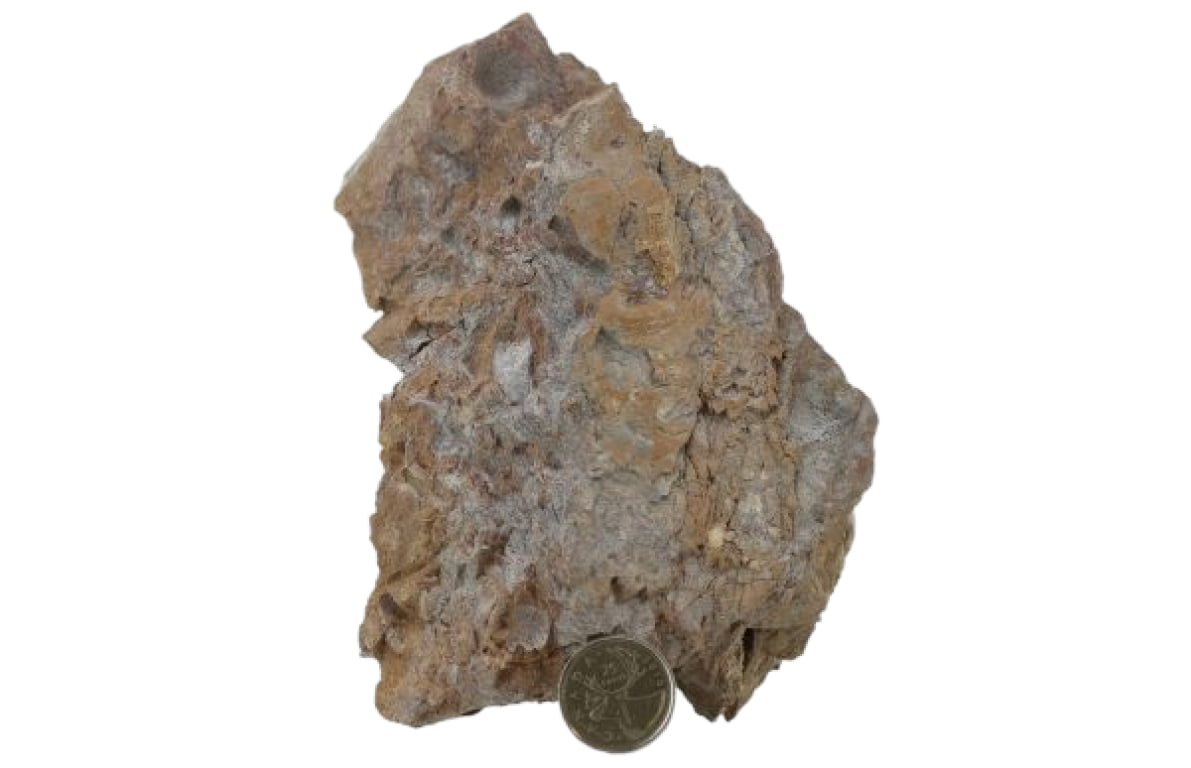 Stromatolites (photosynthetic cyanobacteria) in a silty dolomite unit found near the contact with the underlying Nicol Creek Basalts. These are significant as they indicate shallow marine environments.